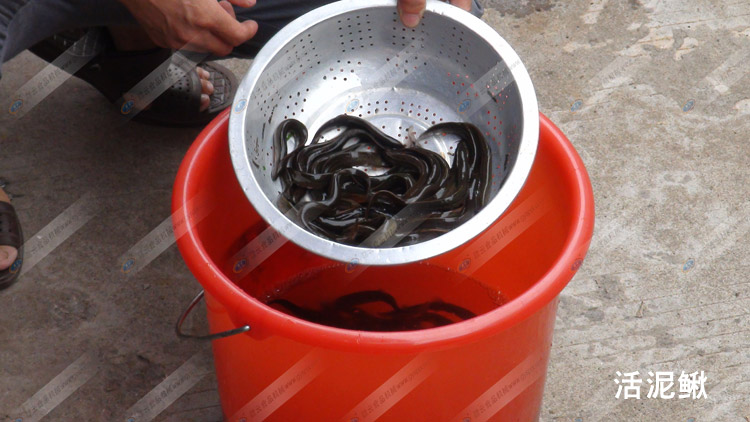 �����q-�����q��-2������q��Ʒ-�M�ƙCе